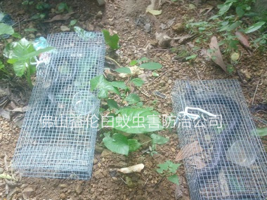 禪城文華公園捕蛇、抓蛇